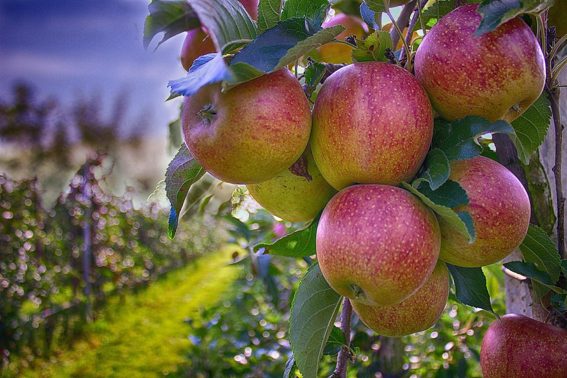 Что такое диета на яблочном уксусе? Насколько она эффективна?