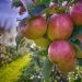 Что такое диета на яблочном уксусе? Насколько она эффективна?