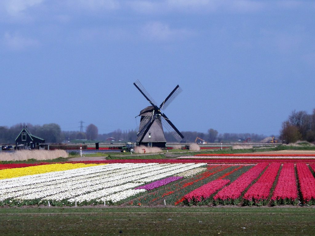 Весна в Европе: цветочные поля в Голландии